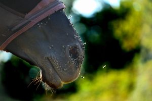 Insektenschutz für Pferd und Reiter