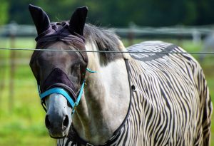 Insektenschutz für Pferd und Reiter